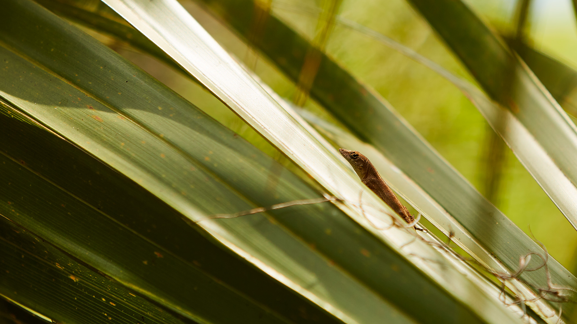FloridaScrubLizard