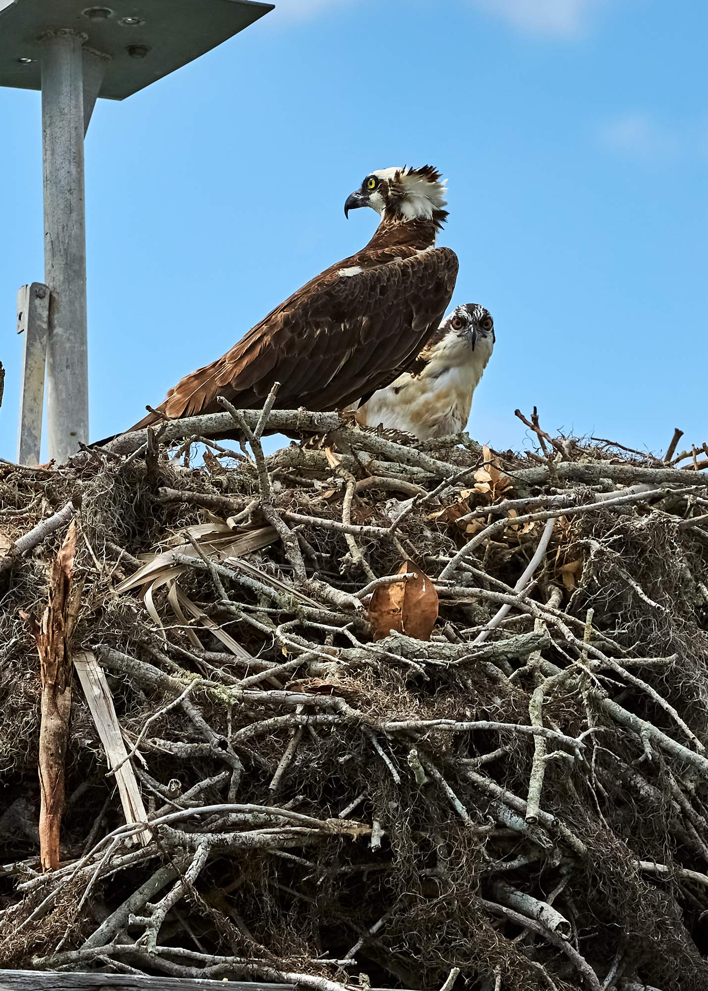 Osprey
