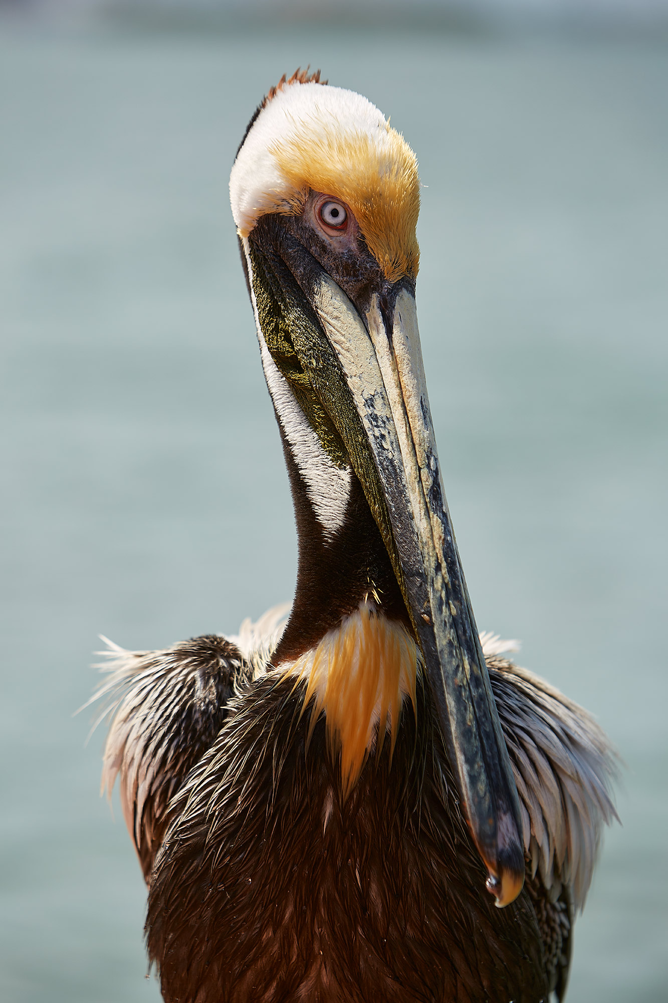 Pelican_2