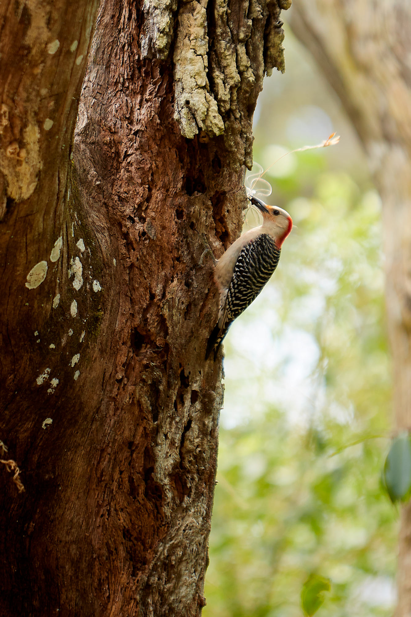 RedBelliedWoodpecker