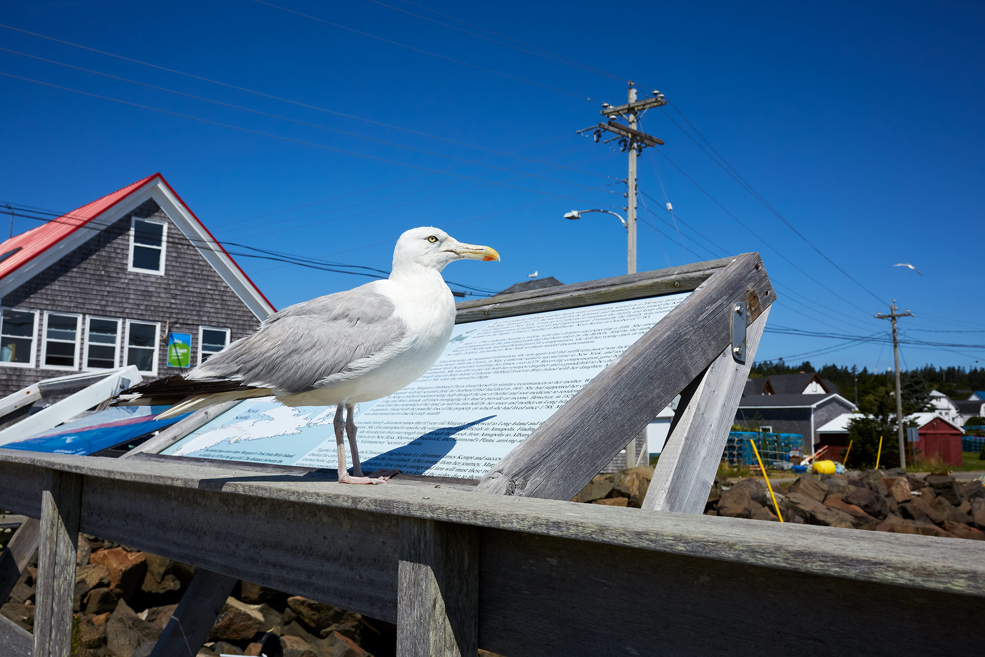 Seagull