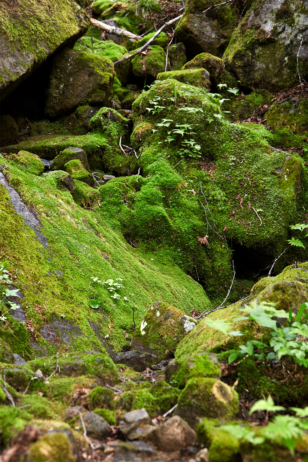 Verdant Kigndom
